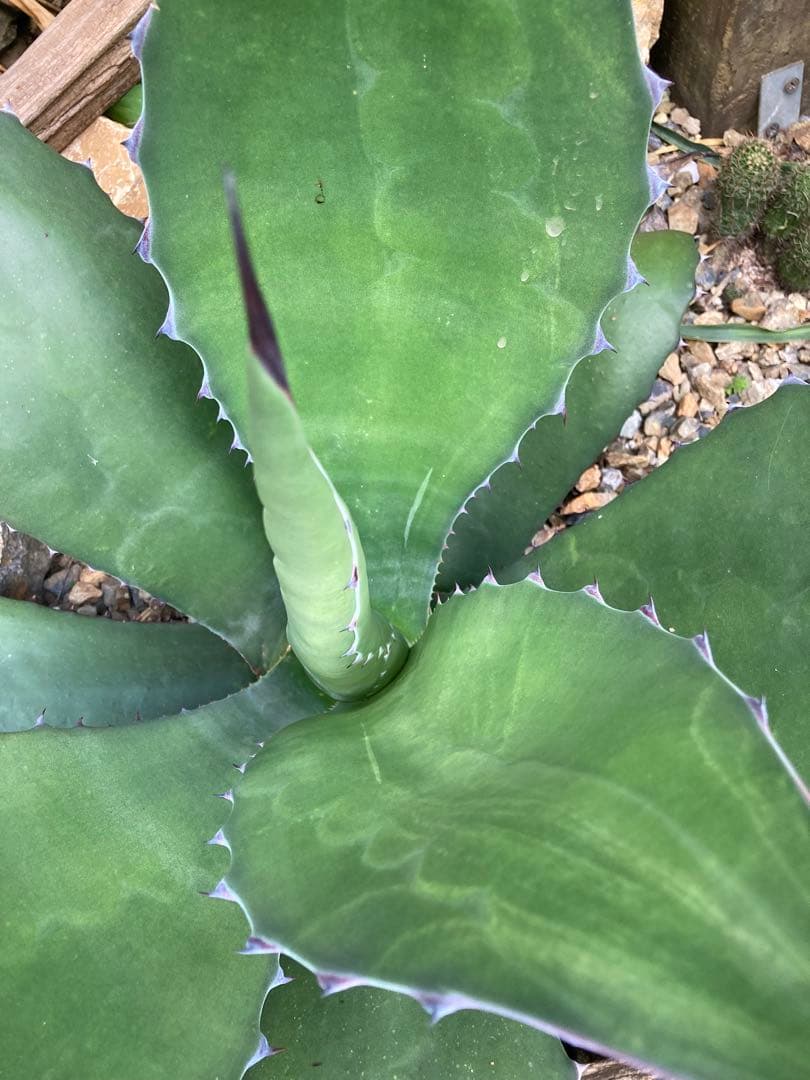 耐寒性アガベ サルミアナフェロックス大株◇ドライガーデン多肉サボテン南国ユッカ