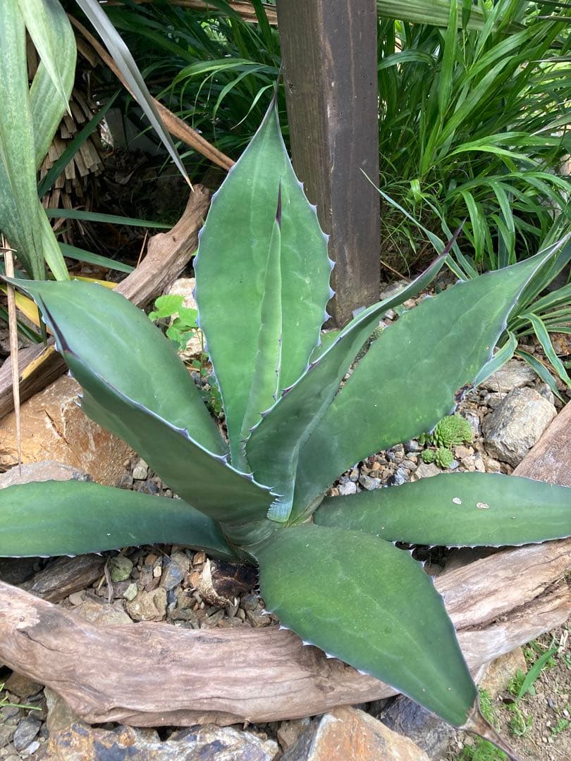 耐寒性アガベ サルミアナフェロックス大株◇ドライガーデン多肉サボテン南国ユッカ