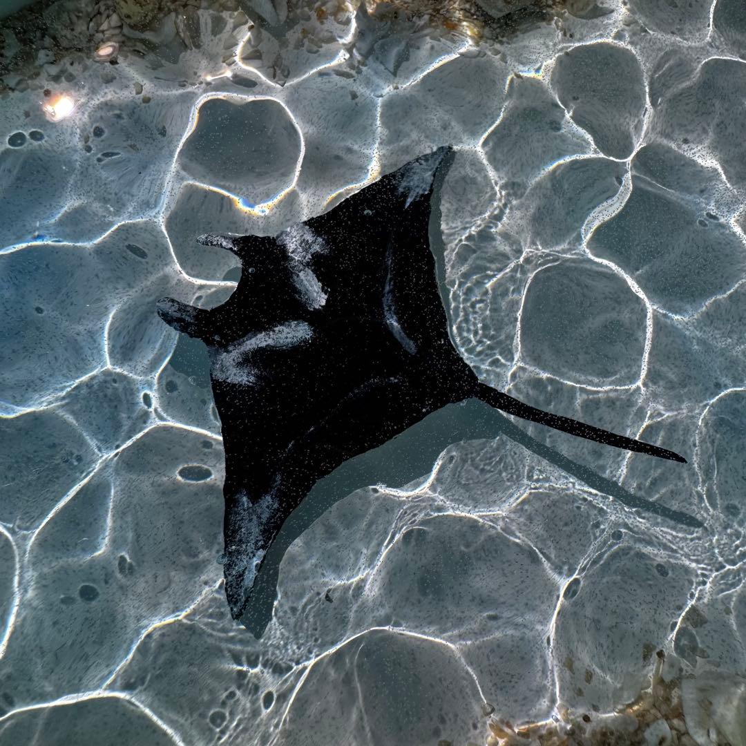 (壁掛け)レジンアート オーシャンアート マンタ 海 アート 波紋