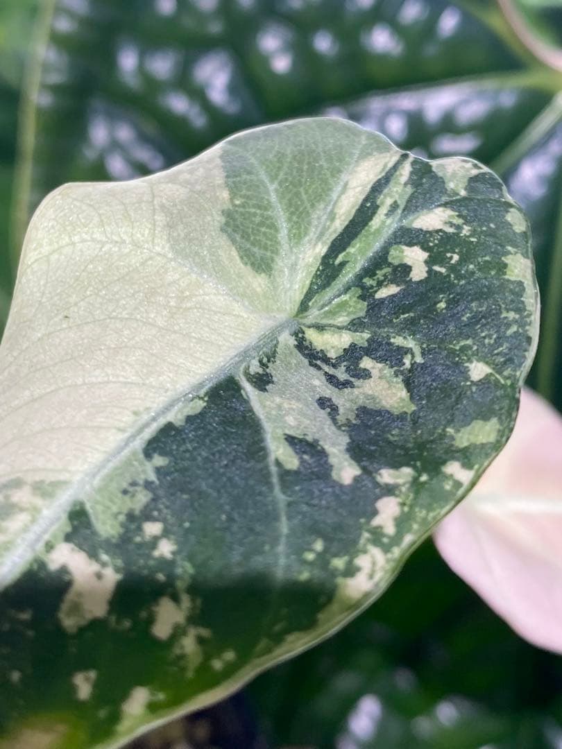 【美しいピンク出ました✨】アロカシア　ブラックベルベット　ピンク　斑入り　希少