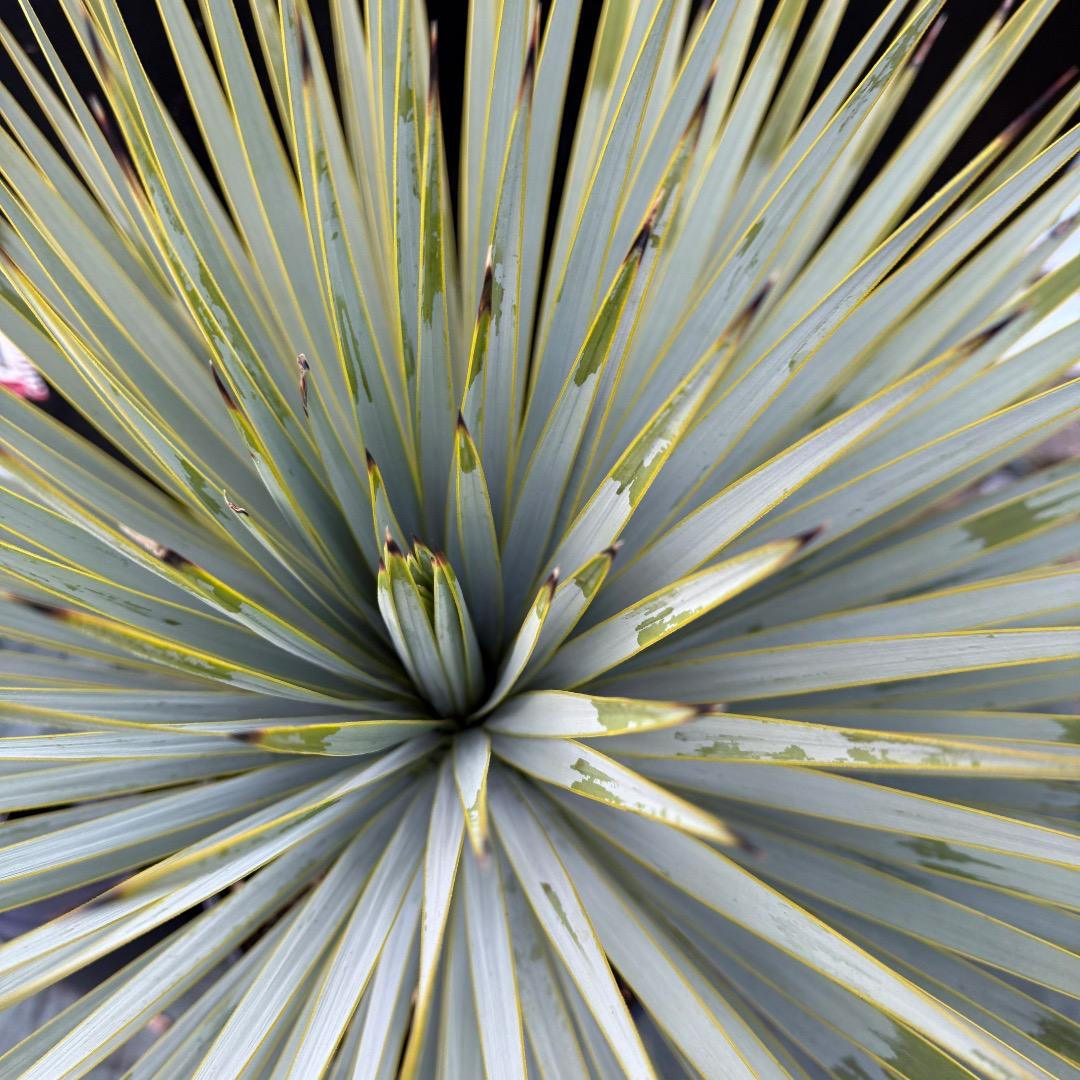 【AL1101】ユッカ　ロストラータ　超美形