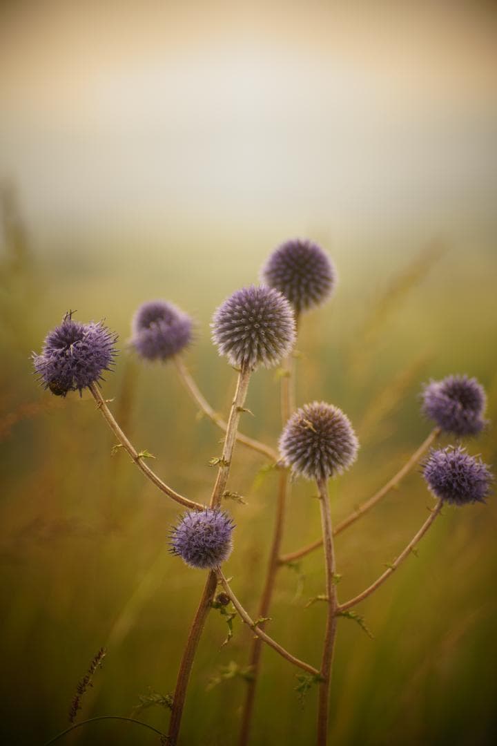 AUTO CHINON チノン 135mm F2.8 M42マウント