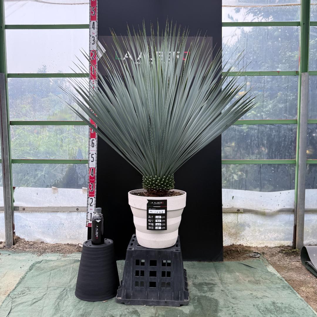 【AL1048】ユッカ　ロストラータ　ランチョブルー　数量限定販売