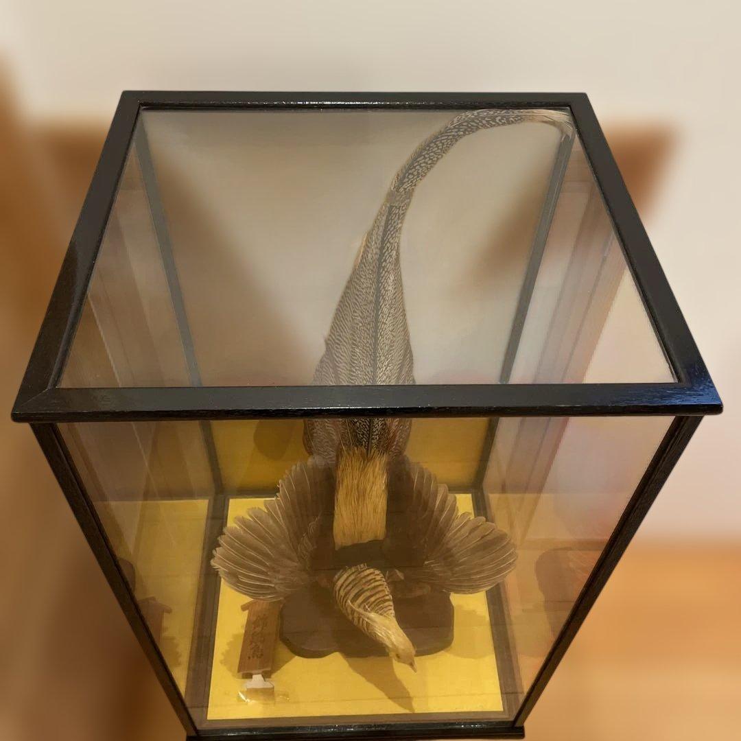 錦鶏鳥　鳥の剥製　ガラスケース　送料込み