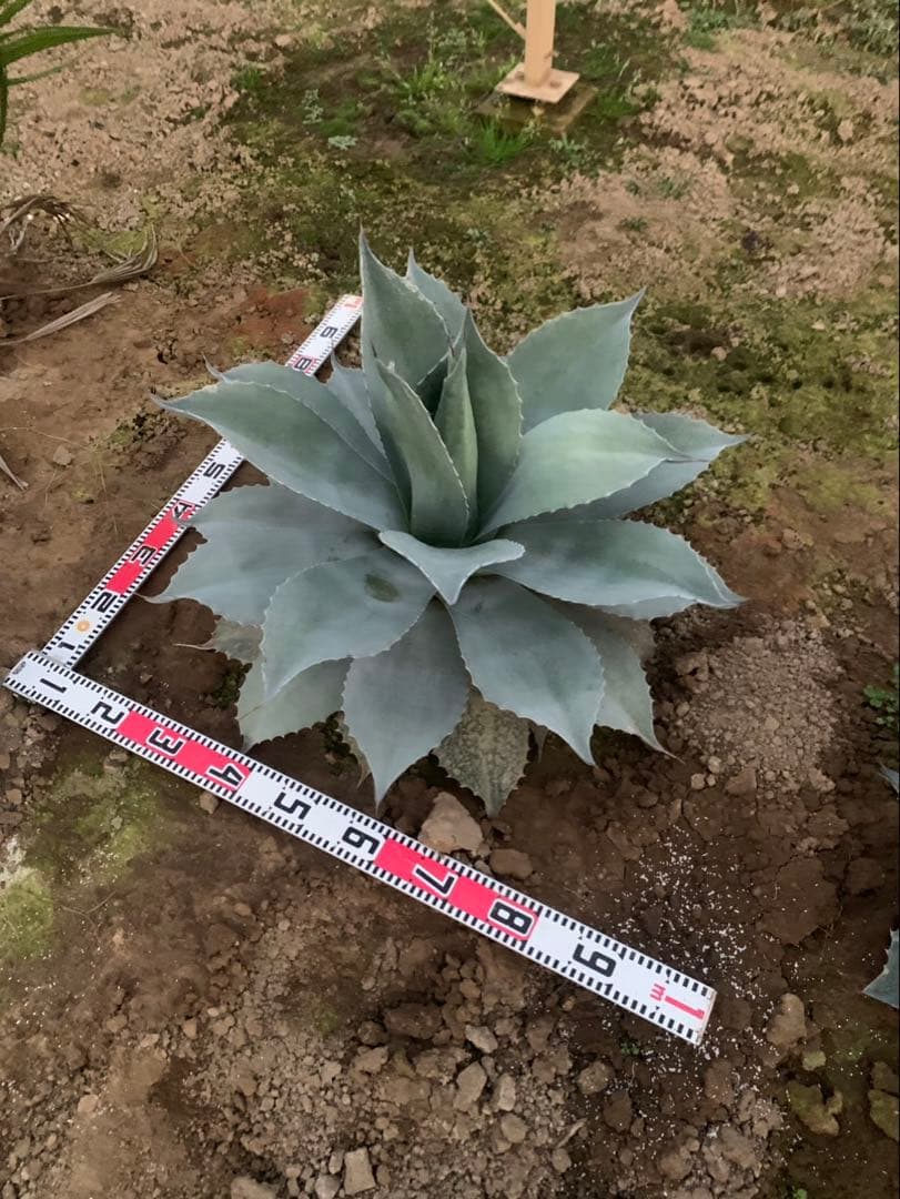 アガベ　オバティフォリア　実生　引取限定
