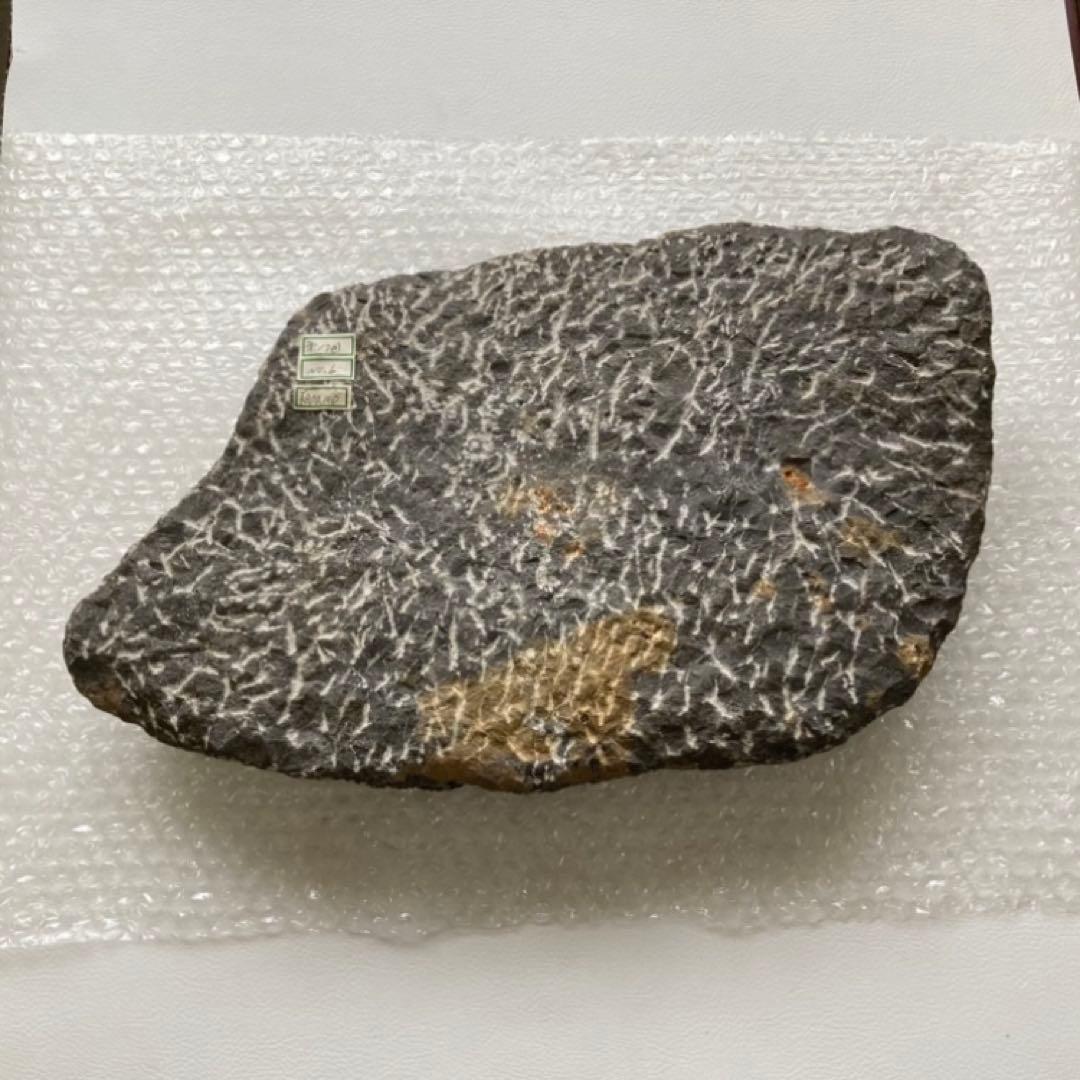 三葉虫 化石 生物 岩石 鑑賞 研究 6体 大型 コレクション レア希少 レトロ