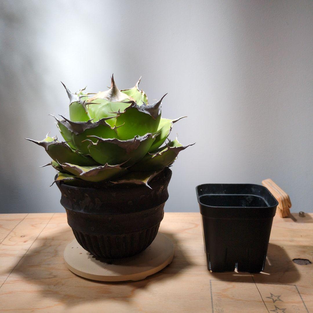 アガベ　黒豹　ダイヤモンド