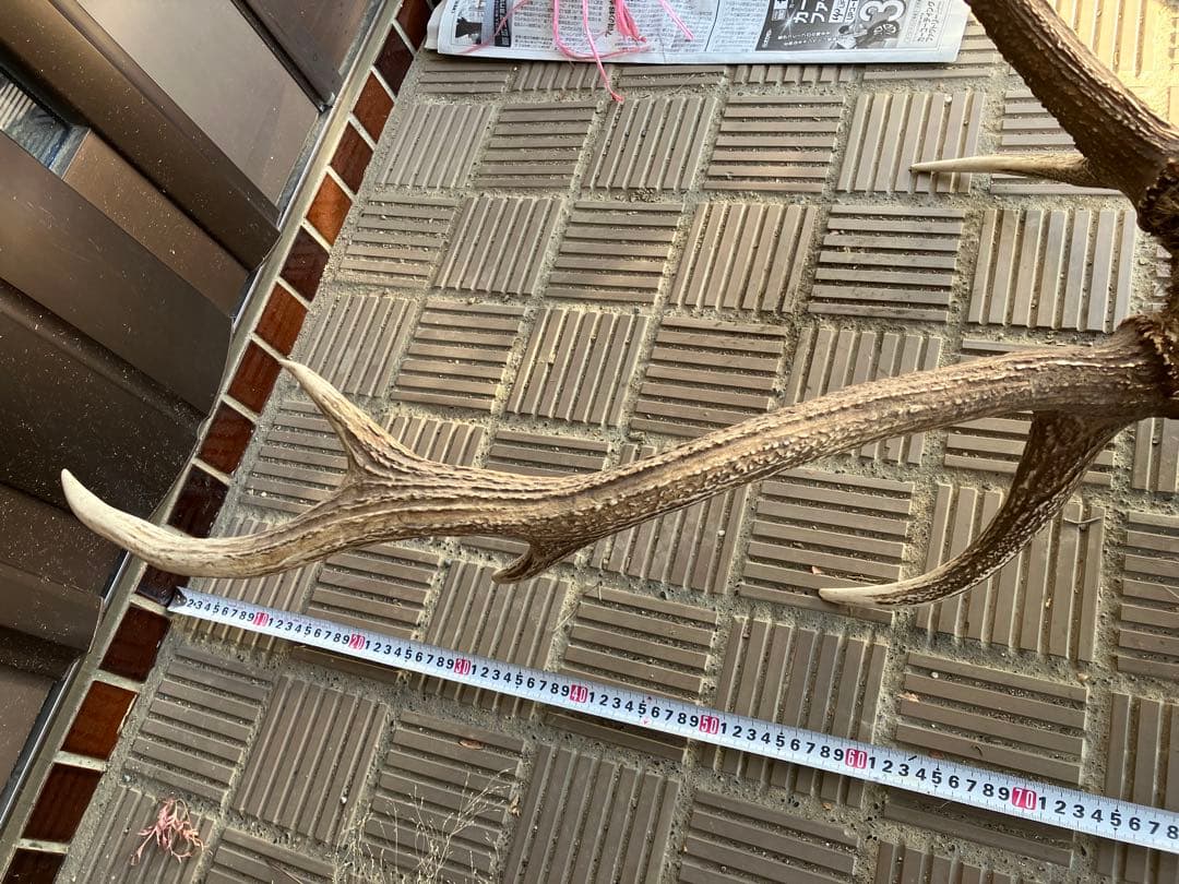 鹿の角 約70cm エゾシカ
