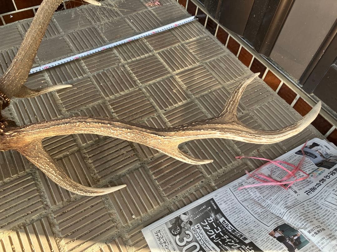 鹿の角 約70cm エゾシカ