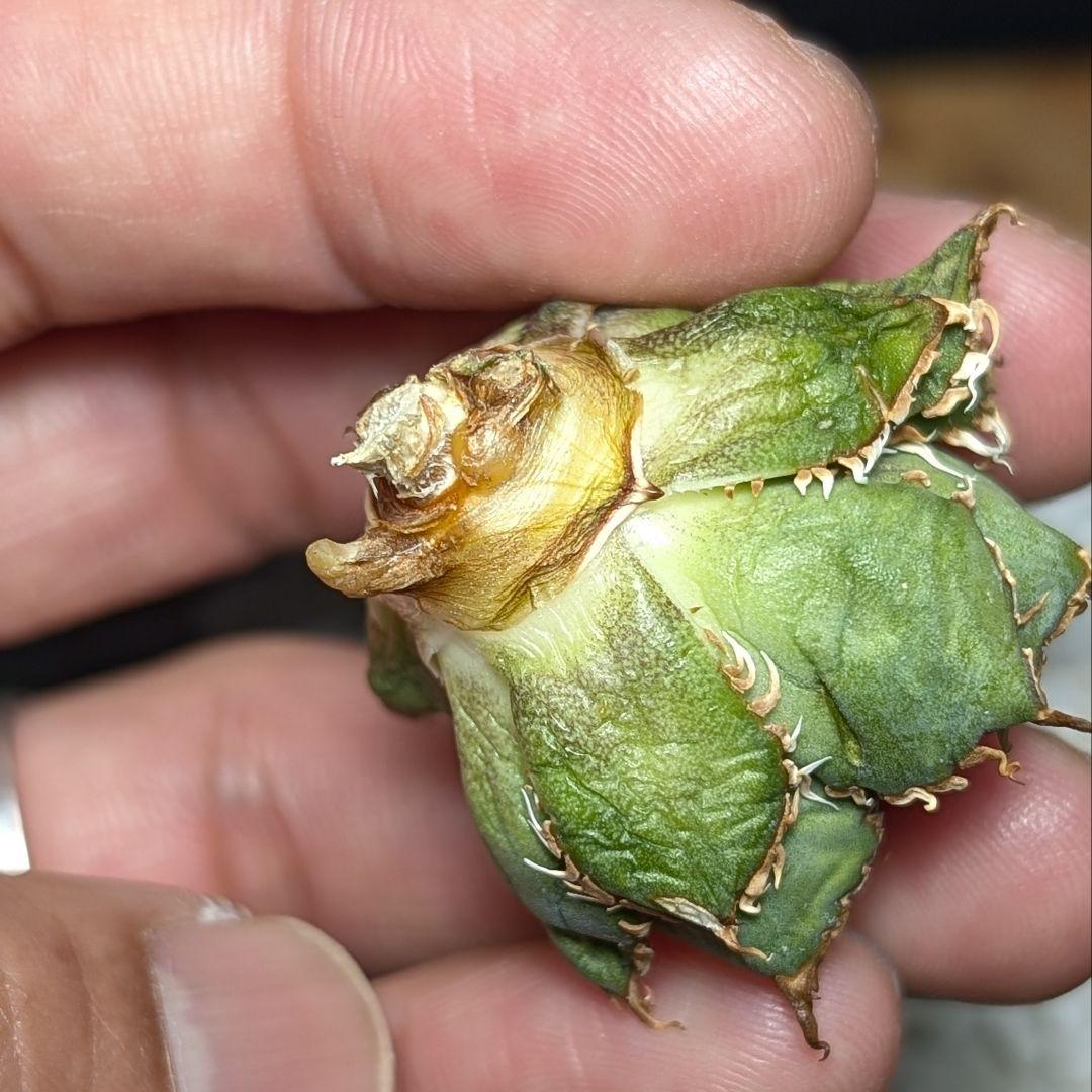 【ミクロサイズ　ボール型】Agavetitanota\"フィリグリー\"うねり強鋸歯