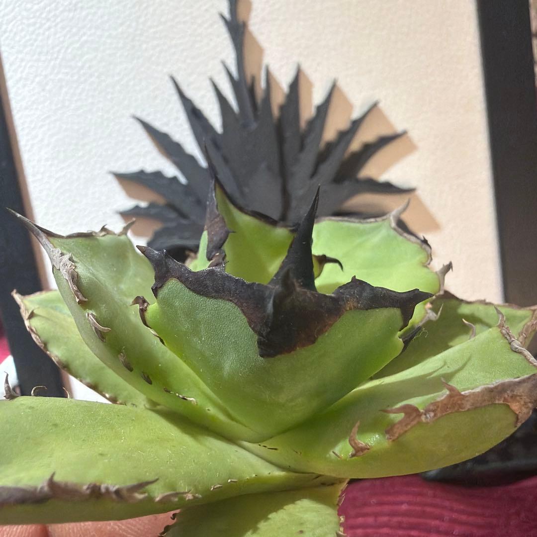 アガベ 040キングアーサー