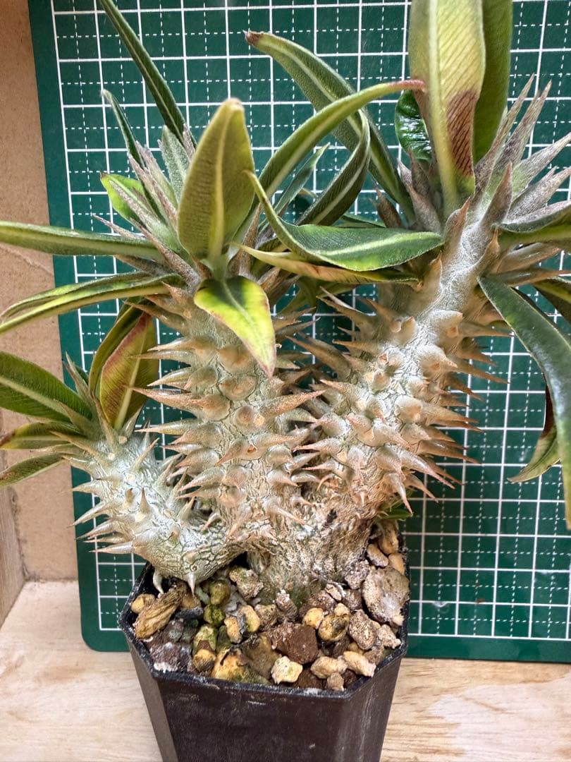 パキポディウム グラキリス　3頭プラス1 有望実生 株