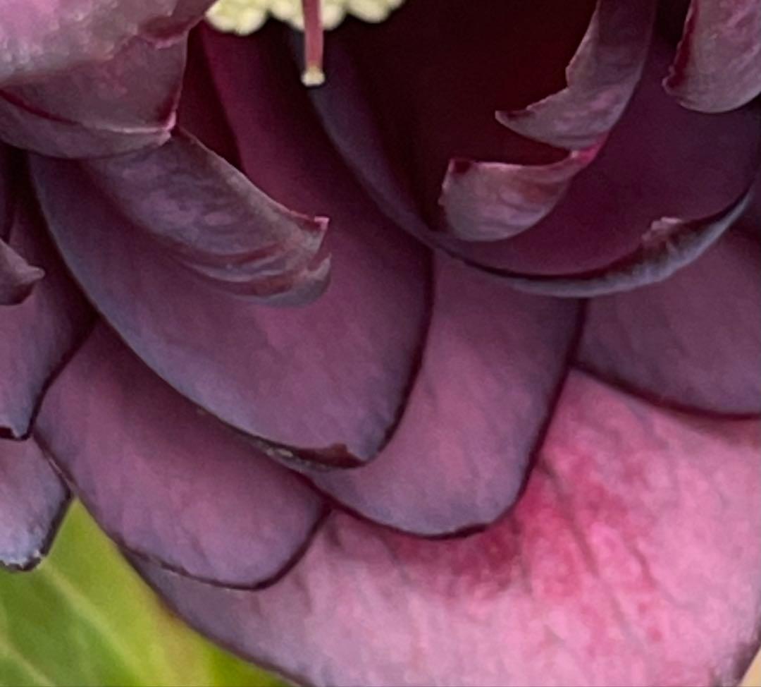 クリスマスローズ苗　⭐️16 ダブル咲き ツヤ感ddラスターグロスレッドブラック縁