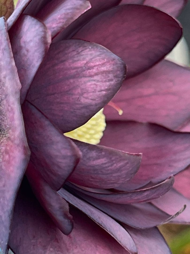 クリスマスローズ苗　⭐️16 ダブル咲き ツヤ感ddラスターグロスレッドブラック縁