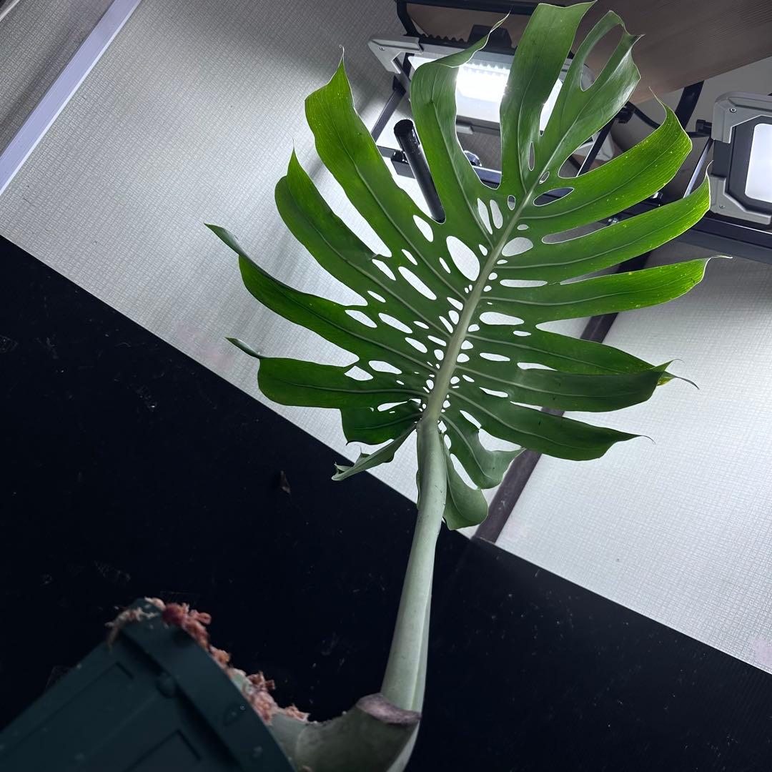 恵*様 モンステラデリシオーサマクロコズム超希少系統鉢植え74㎝