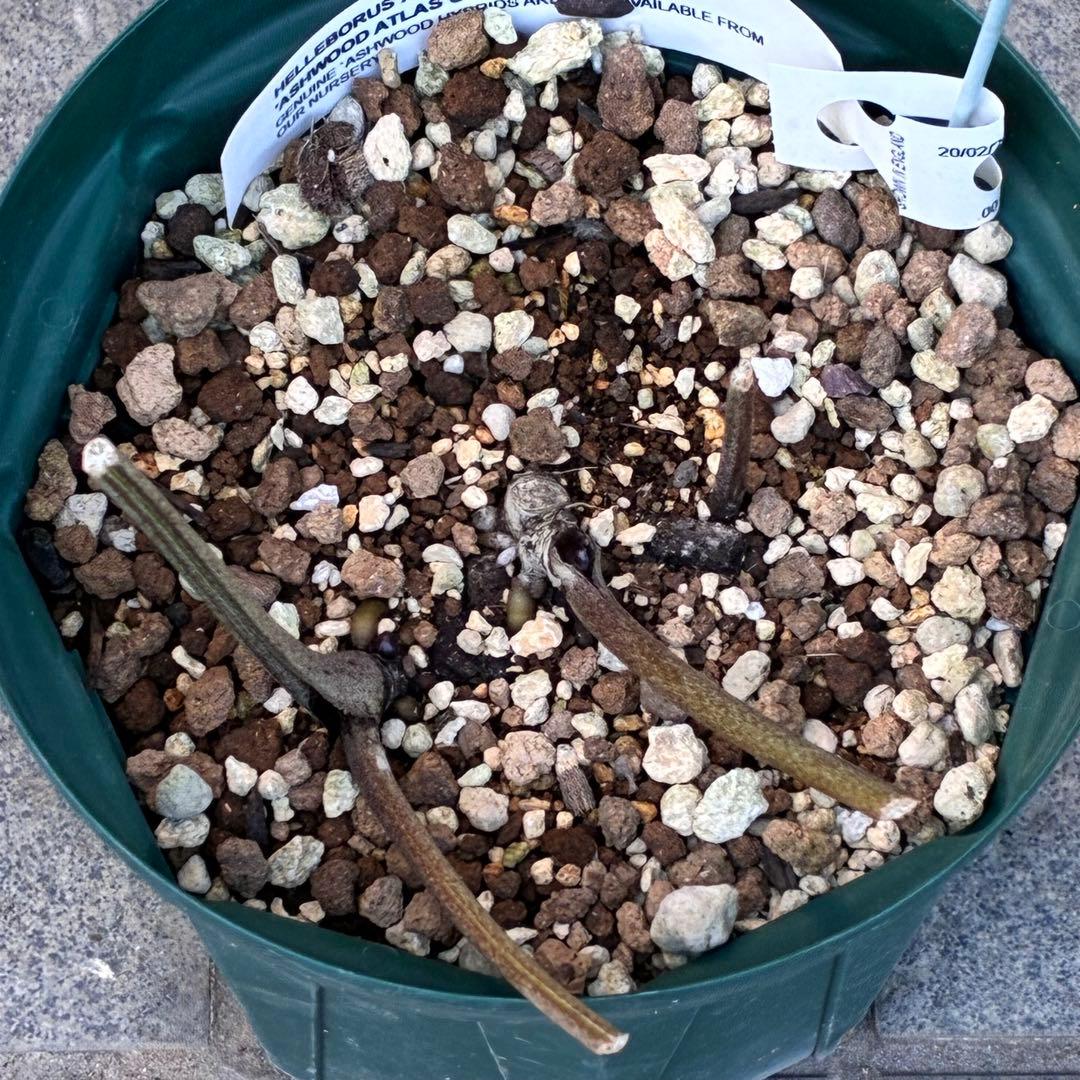 s*い様 ☘️レア超大株☘️6号ロング❤️沢山新芽❤️ ☘️超レア☘️629【A