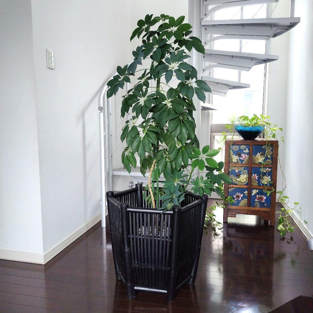 ヴィンテージ 特大バンブー 鉢カバー 六角形 ブラック