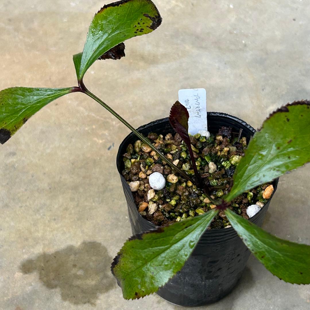 クリスマスローズ 苗 ブラックマジック セルフ