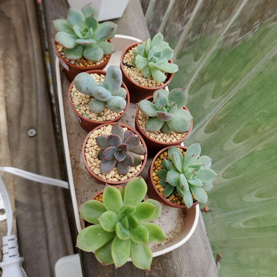 ryo様確認用②多肉植物★7種類セット★抜き苗