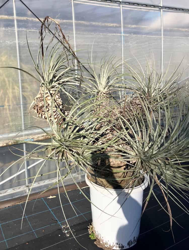 【現品】プヤ・セルーレア　開花株　現地株　日本最大級　15号