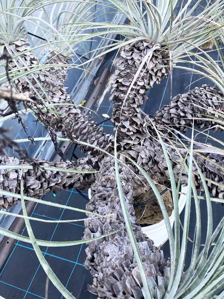 【現品】プヤ・セルーレア　開花株　現地株　日本最大級　15号