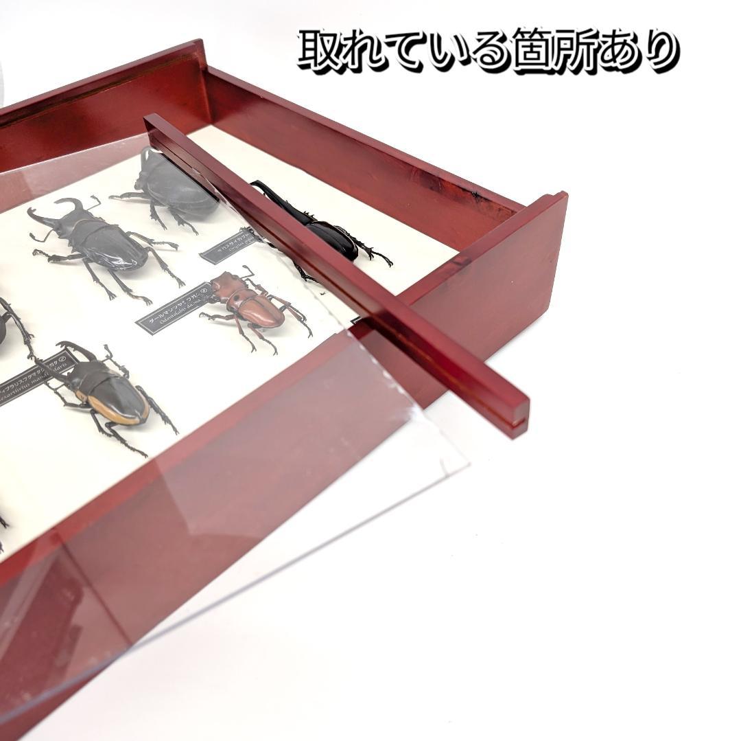 デアゴスティーニ 世界の昆虫 フィギュア30体セット 現状品 コレクションBOX