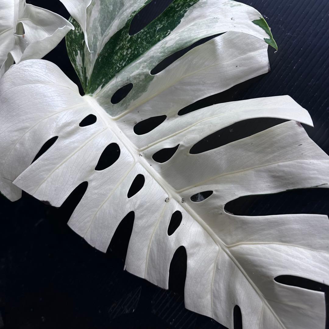 斑入りモンステラ ホワイトタイガー極美大株53cm白斑多