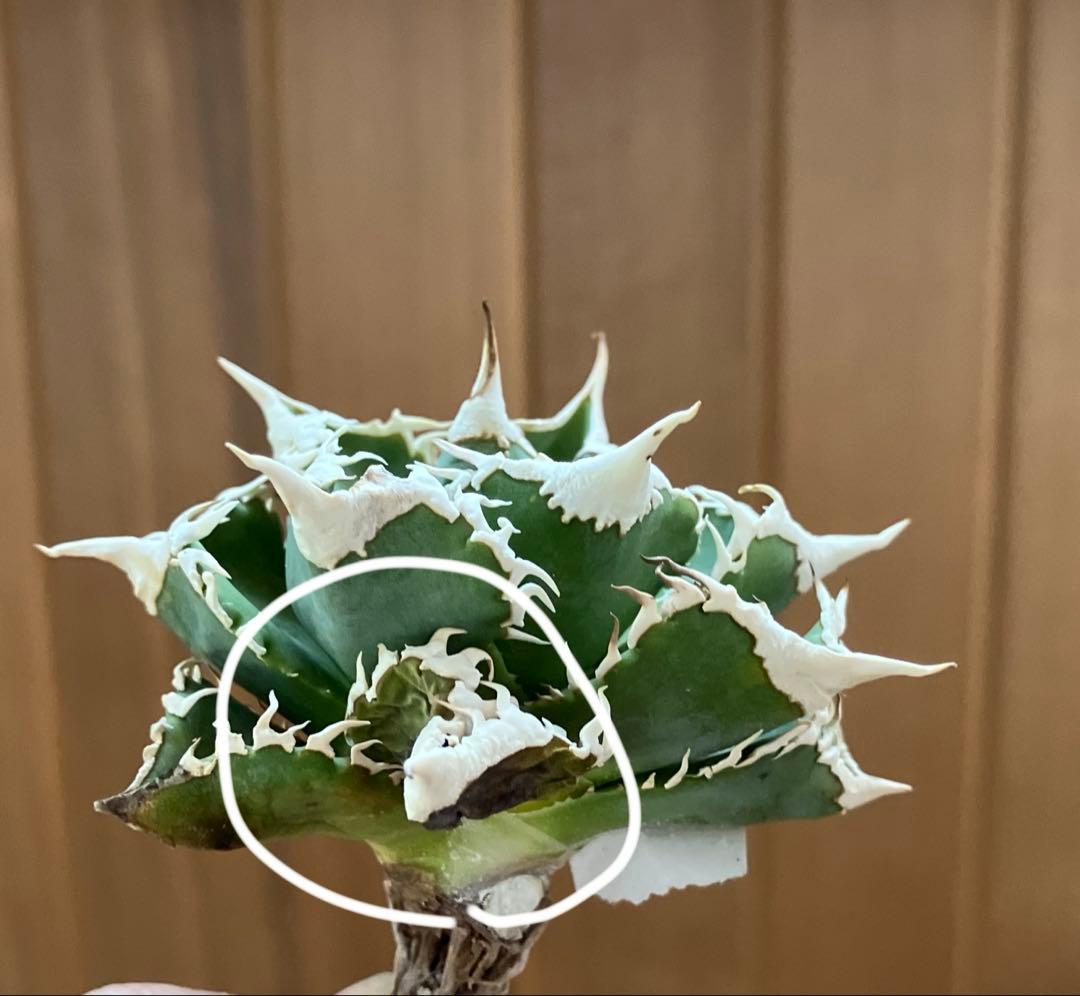 J*J様 【オークション】13 ラスト1株　優秀　アガべ　白豪刺　白豪棘　TC