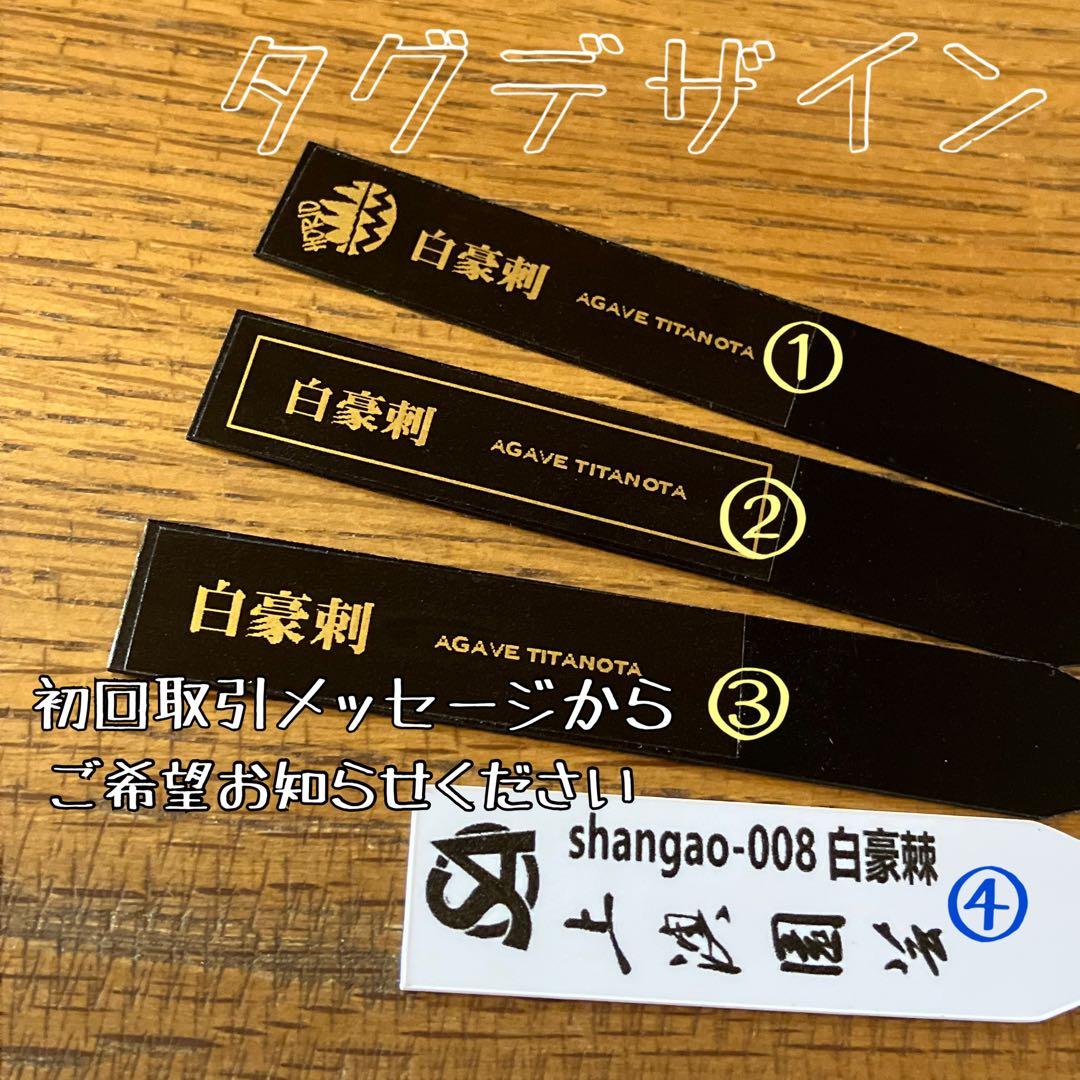 J*J様 【オークション】13 ラスト1株　優秀　アガべ　白豪刺　白豪棘　TC