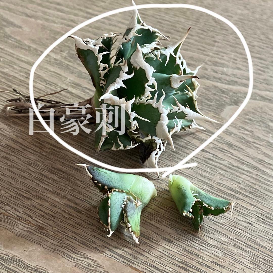 J*J様 【オークション】13 ラスト1株　優秀　アガべ　白豪刺　白豪棘　TC