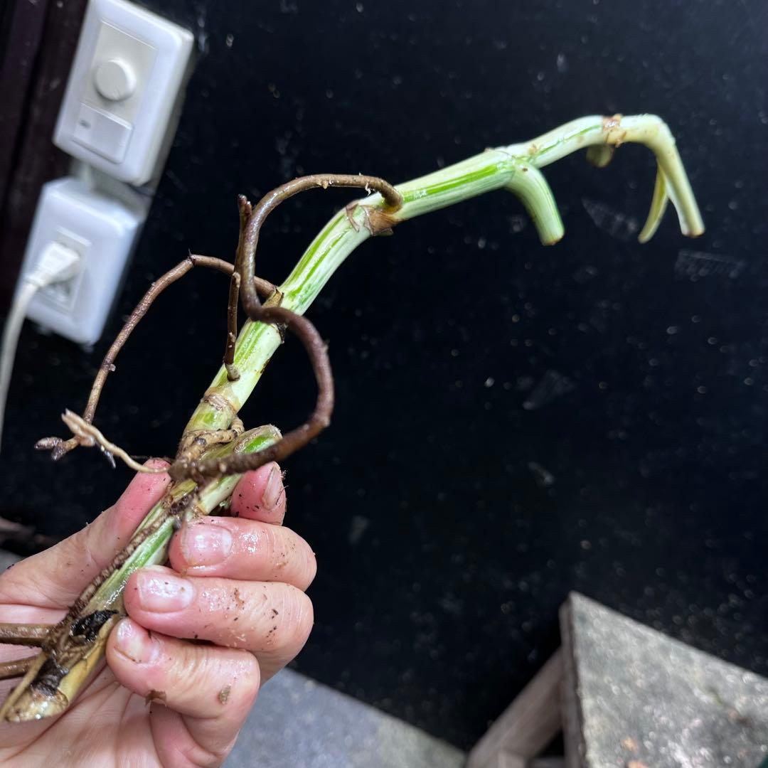 M*8様 斑入りモンステラホワイトタイガー大茎8株おまとめ