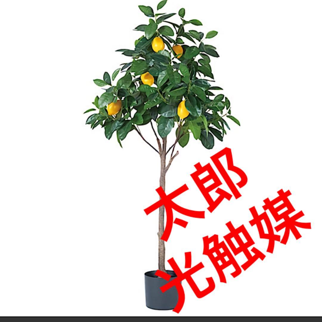 光触媒　人工観葉植物　ウォールグリーン　フェイクグリーン　レモンの木gj