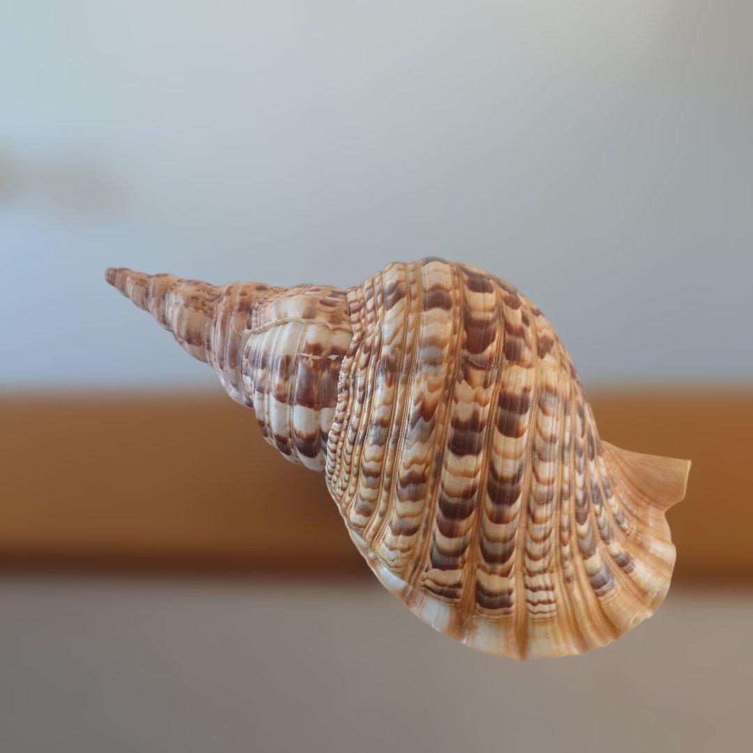 法螺貝 天然 笛 置物 ホラ貝 楽器 ほら貝