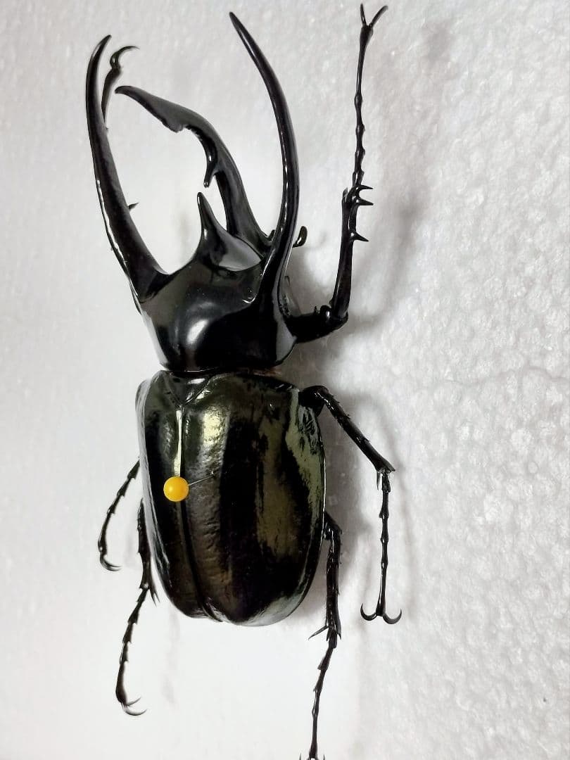 大型ジャワコーカサス標本①