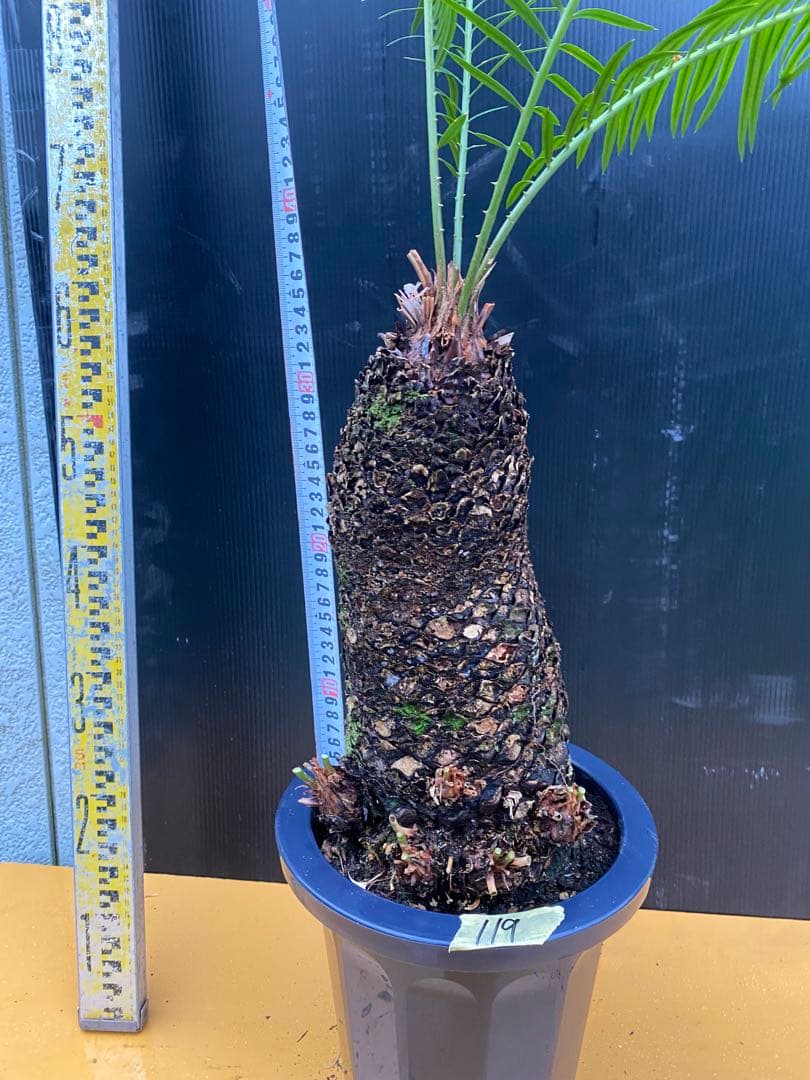 おすすめ！ソテツ　蘇鉄　8号鉢 119