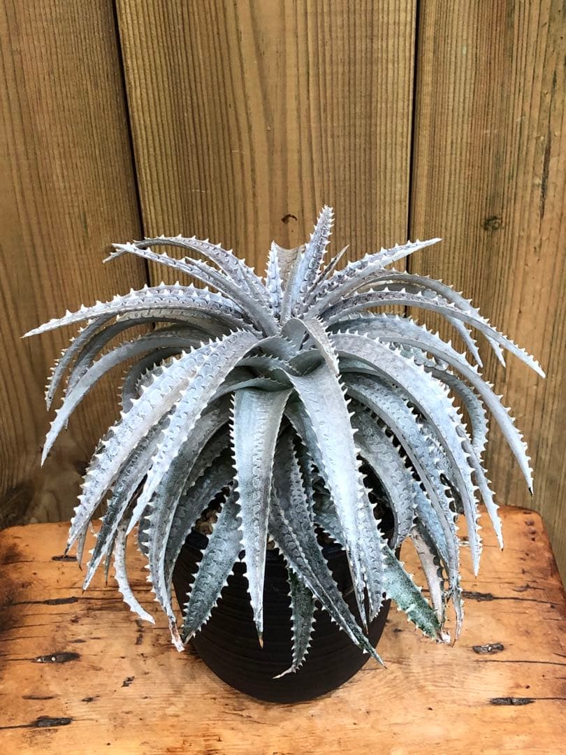 ディッキア・スノーボール