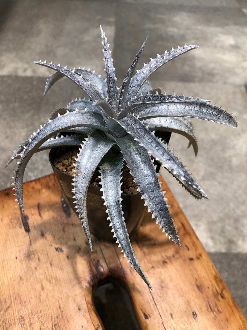 ディッキア・スノーボール