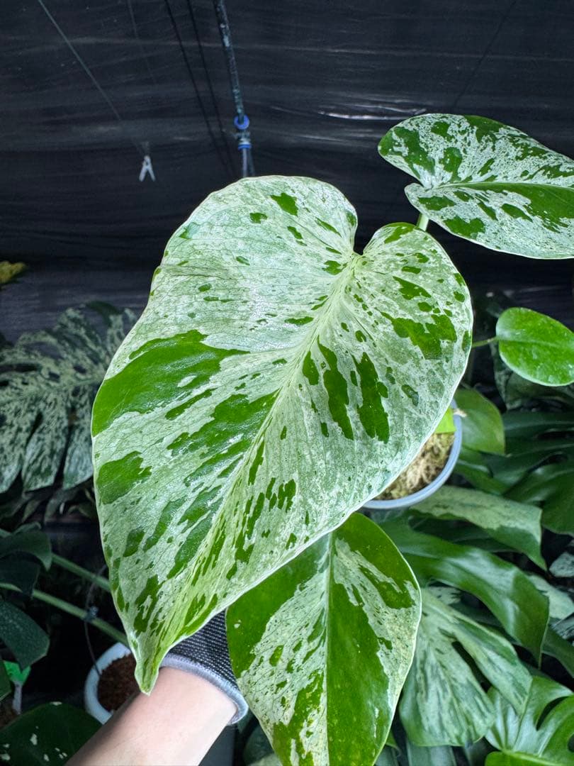 B1モンステラ　デリシオーサ　ベトシオーサ