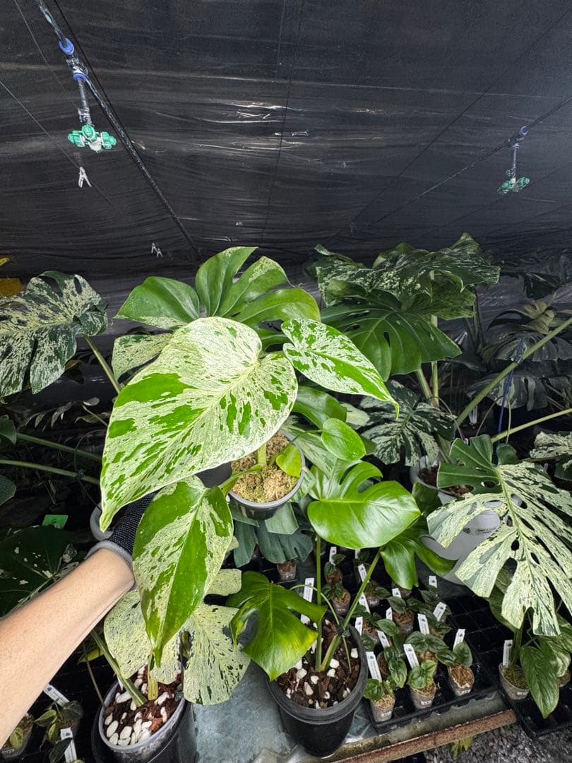 B1モンステラ　デリシオーサ　ベトシオーサ