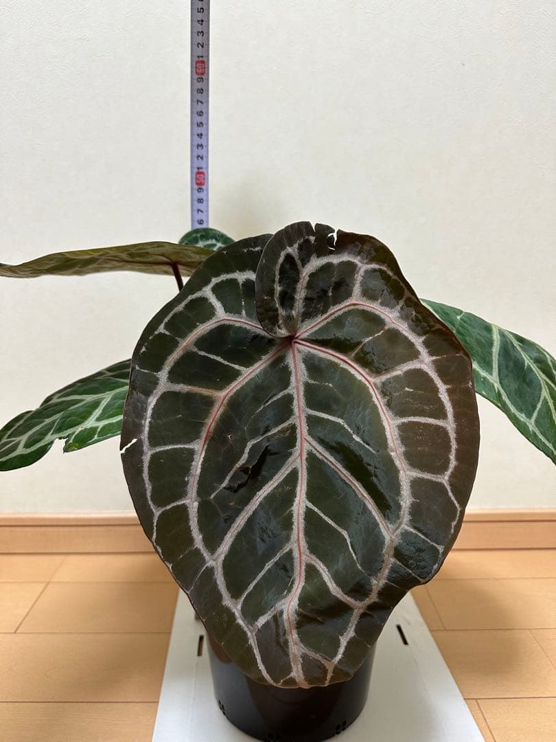 アンスリウム ミシェル　Anthuriums Michelle