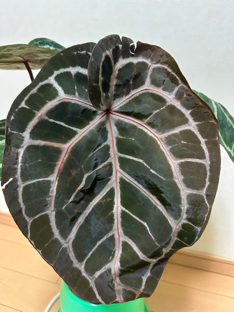 アンスリウム ミシェル　Anthuriums Michelle