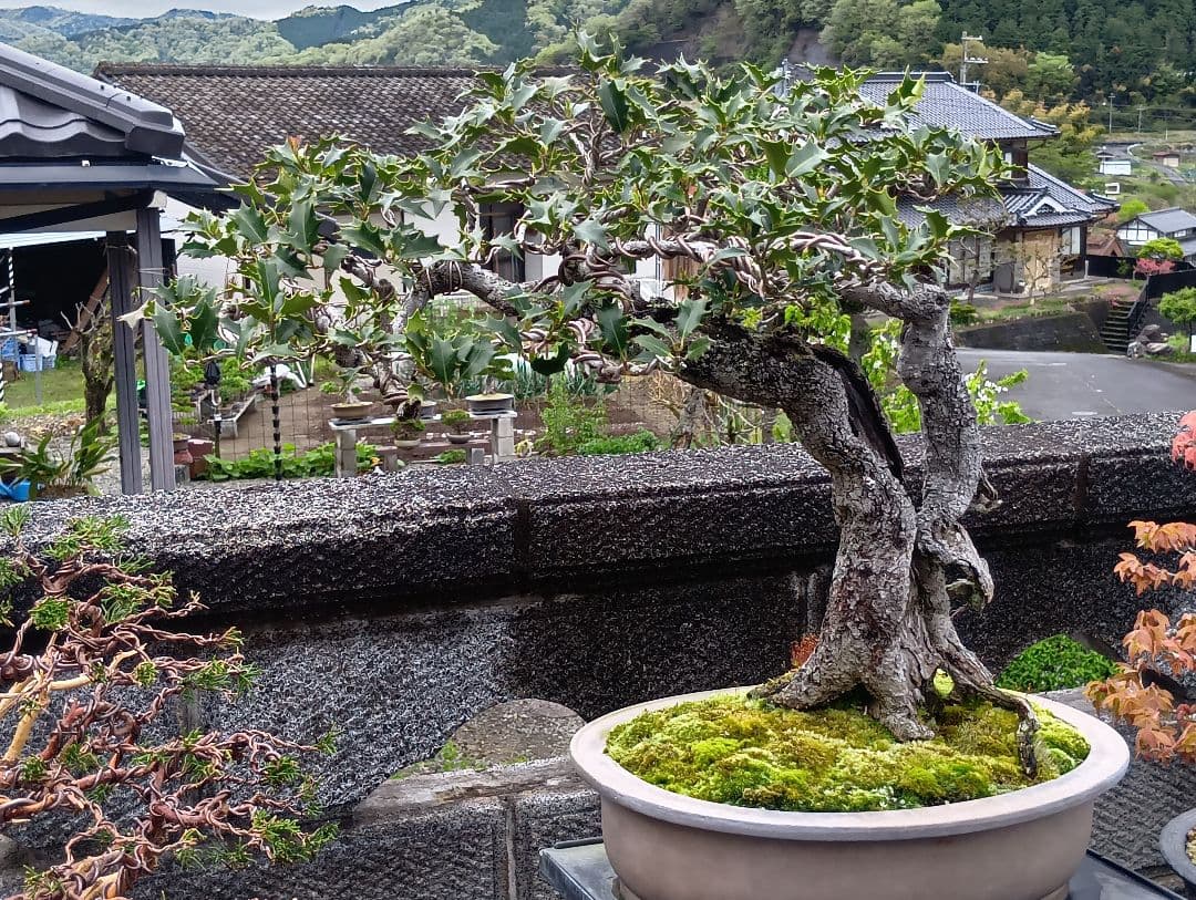 ‼️相木千栞‼️山取り枯木ヒイラギ