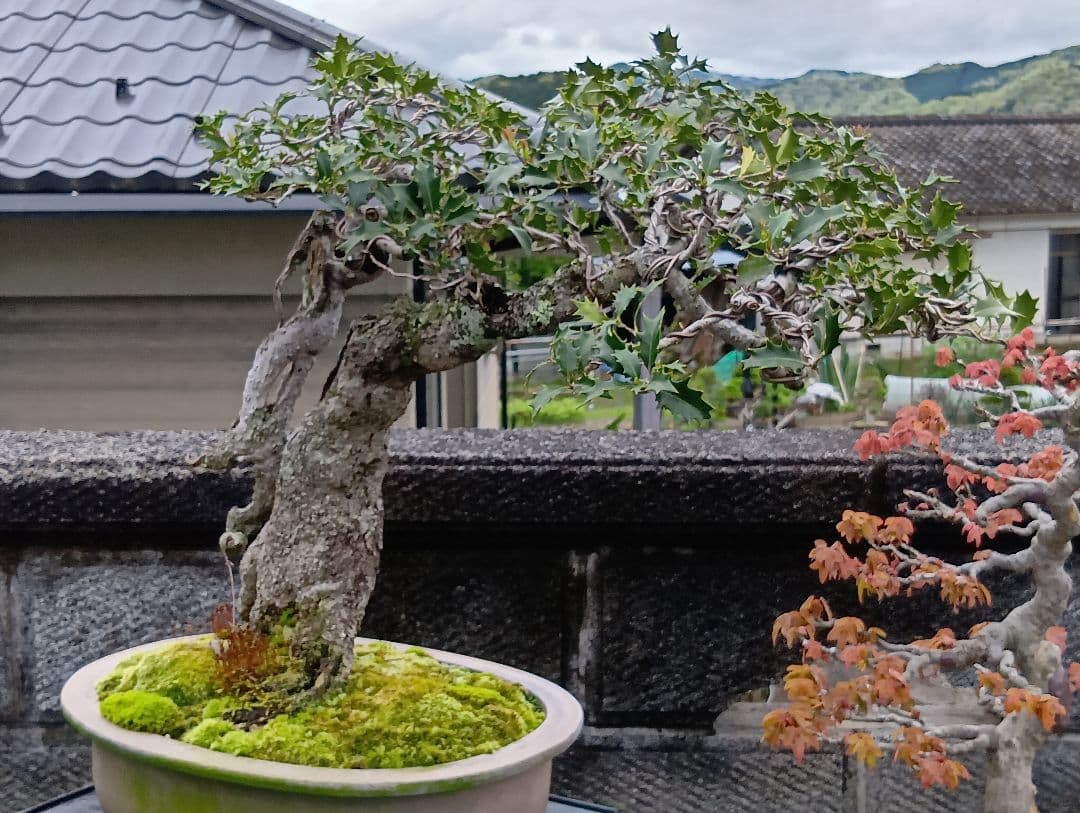 ‼️相木千栞‼️山取り枯木ヒイラギ