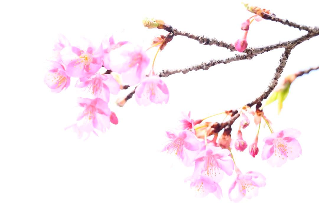 Nikon Z 6II ボディのみ