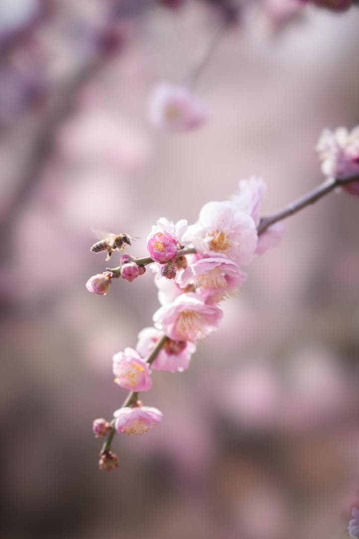 taishi様魔法のボケレンズ！SONY FE100mm F2.8 STF GM