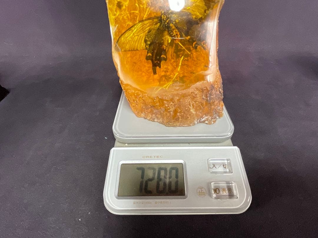 琥珀の中の蝶標本
