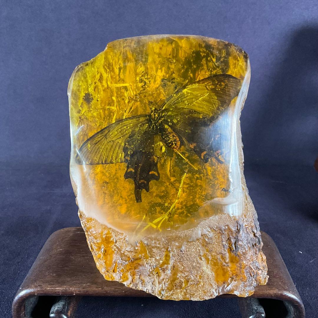 琥珀の中の蝶標本