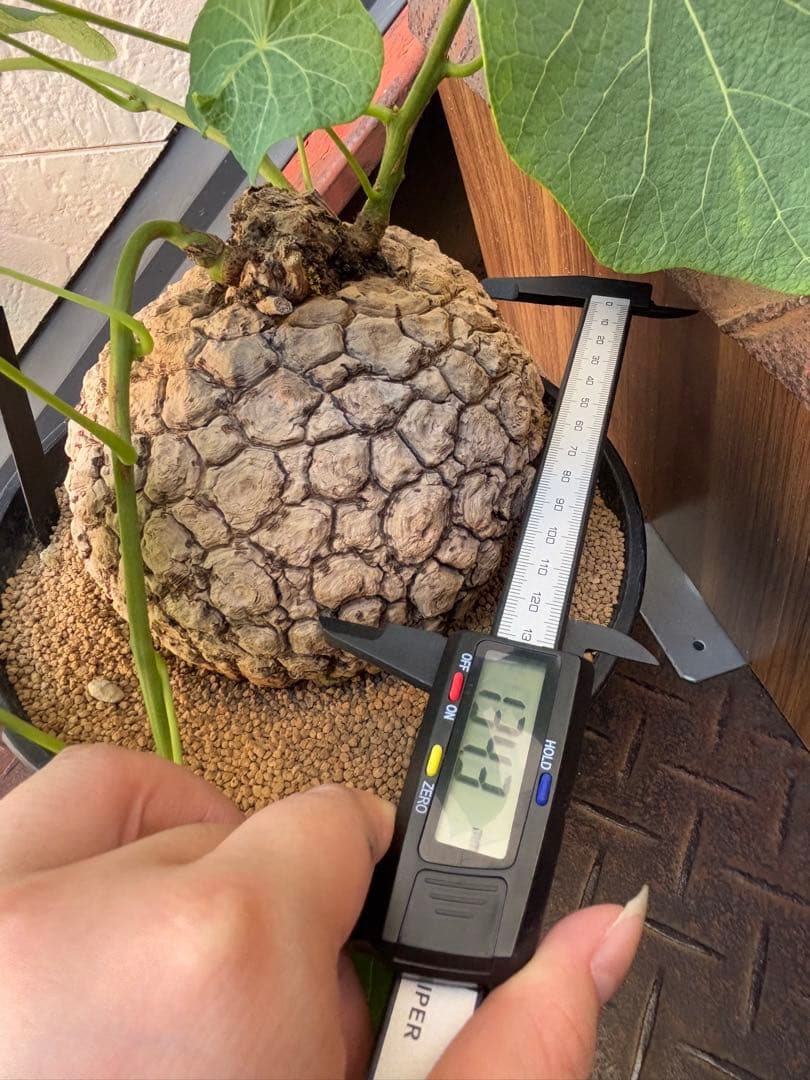 a*i様 ステファニア・スベローサ 大株　現品出荷