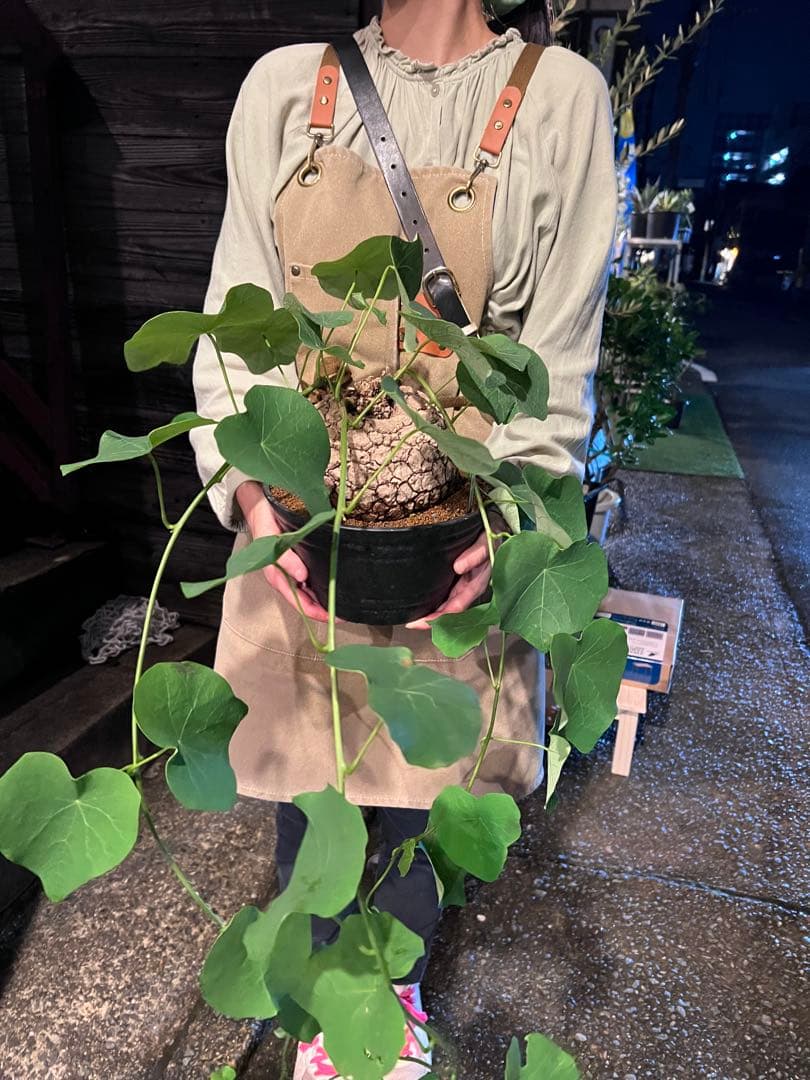 a*i様 ステファニア・スベローサ 大株　現品出荷