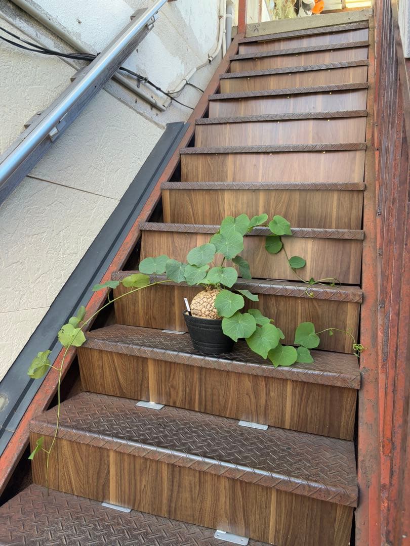 a*i様 ステファニア・スベローサ 大株　現品出荷